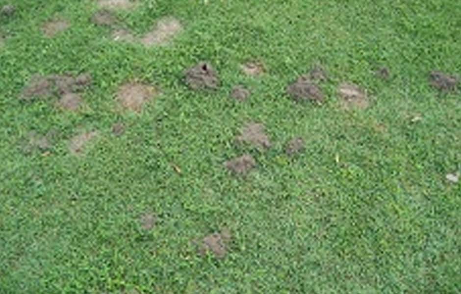 Ant Control MacCotter Pest Control 1300 366 627
