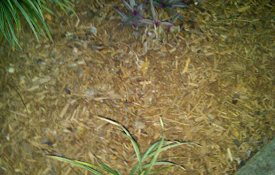 Termites-And-Mulch-In-The-Garden-Part-1-Of-5-Featured
