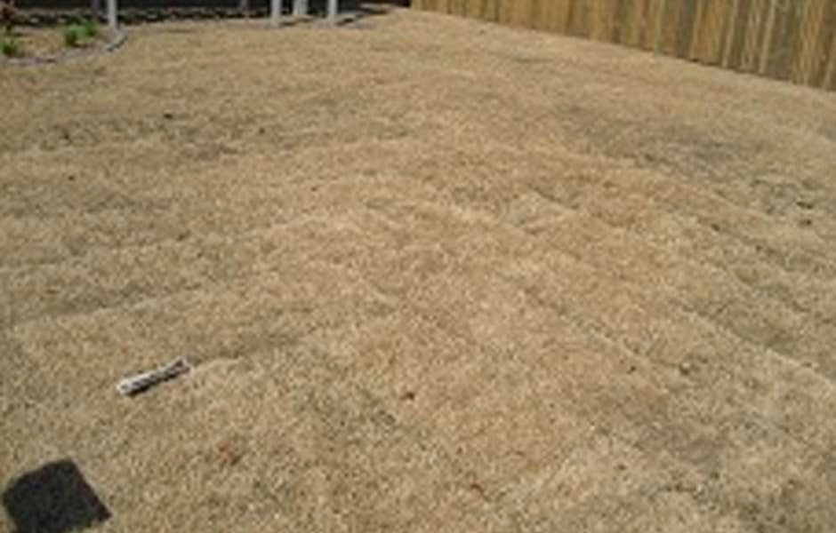 Recently-laided-turf-dying-from-lawn-grub-infestation Recently-laided-turf-dying-from-lawn-grub-infestation