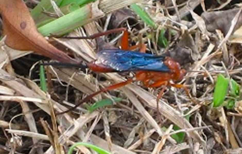 Red-wasp-close-up Red-wasp-close-up