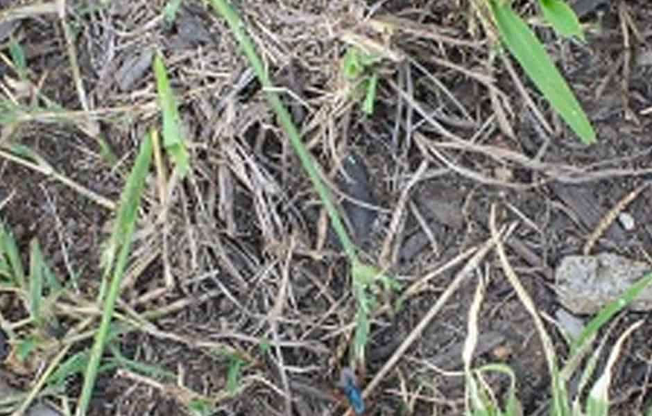 Red-wasp-searching-fo-lawn-grubs Red-wasp-searching-fo-lawn-grubs