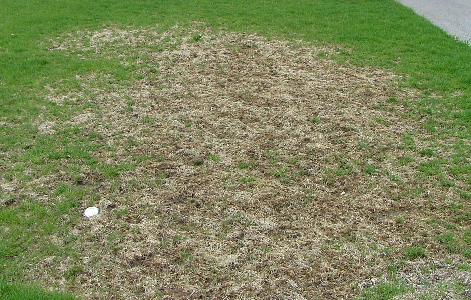 Grass Grub - Control of Grass Grub Pests in Lawns