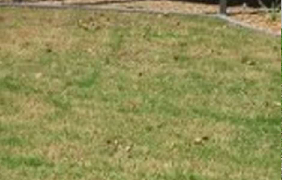 lawn-grub-damage2 lawn-grub-damage2
