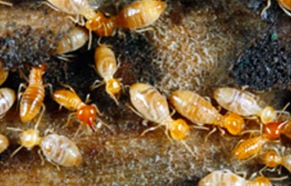 termite-inspections