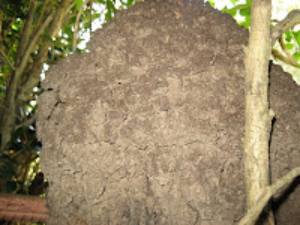 Large termite nest (1)