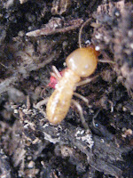 Large termite