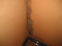 Mould Damage Mould Damage