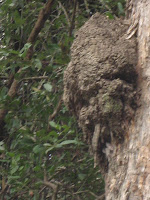 Termite Nest Termite Nest