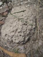 Termites in Garden