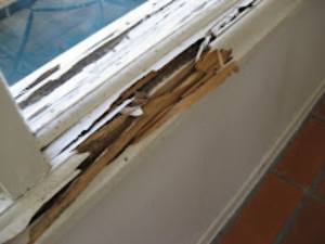 Termite damage in window (2)