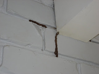 Termite lead ceiling
