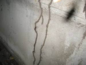 Termite leads (1)