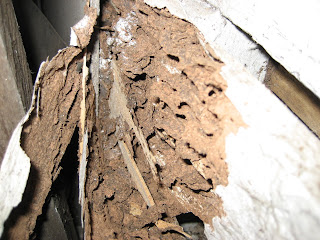 Termite mud in weatherboard