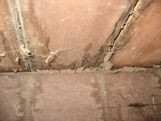 Termite mudding
