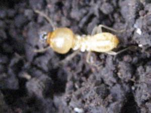 Termite soldier