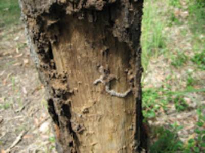 Termites in stump