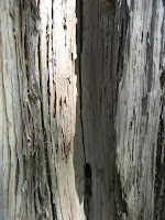 Timber in contact with soil