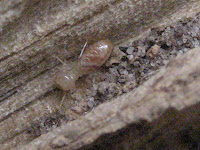 Termite Worker