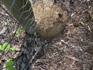 termite nest on fence