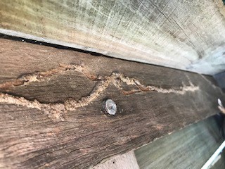 termites on fence