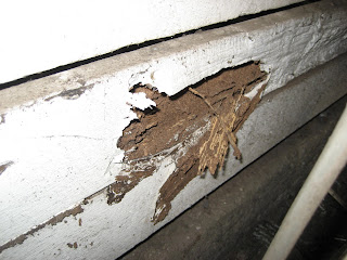 TERMITE ATTACK. Part ten of ten part series.